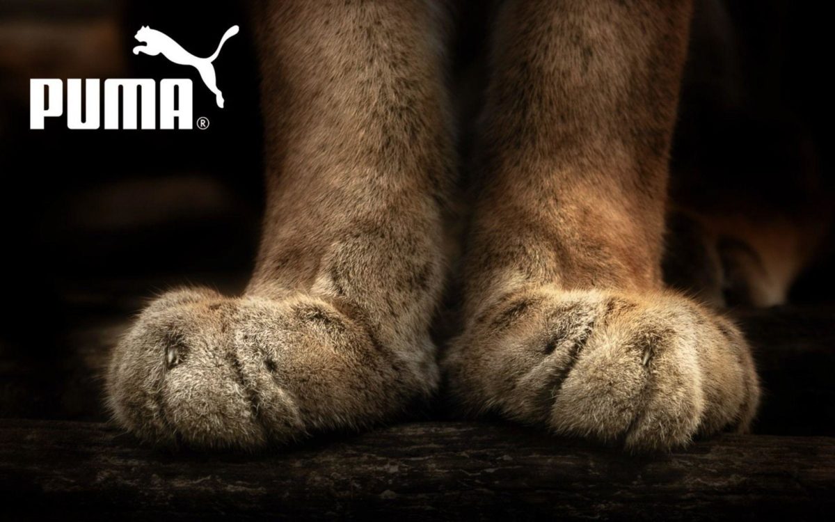 Puma wallpapers and images – wallpapers, pictures, photos