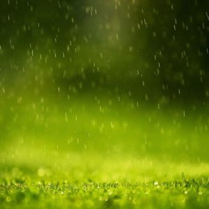 download Rain Drops Wallpapers | HD Wallpapers