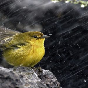 download Bird On The Rain Wallpaper For PC #9304 Wallpaper | High …
