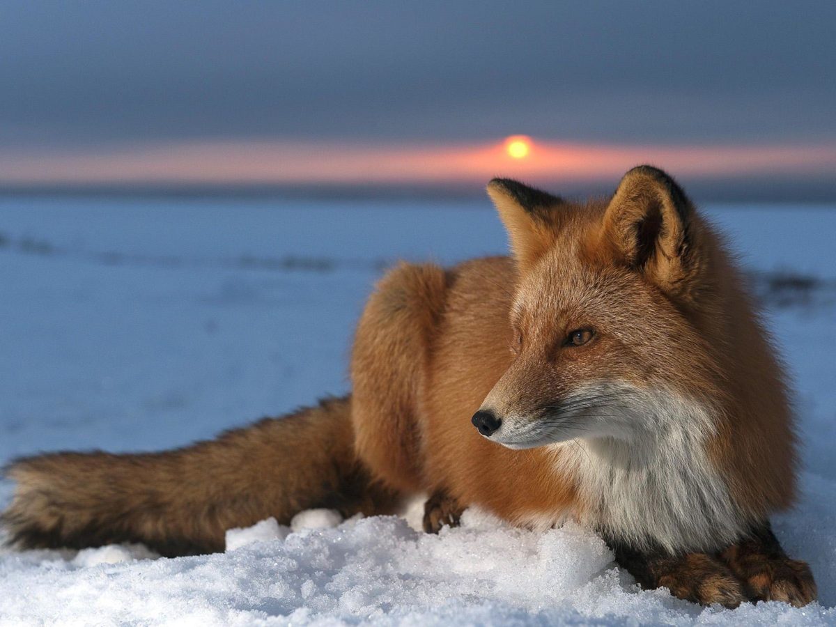 Image – Red fox wallpaper 2.jpg – Animal Jam Wiki