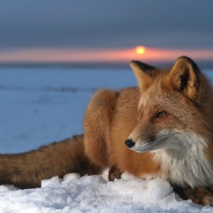 download Image – Red fox wallpaper 2.jpg – Animal Jam Wiki