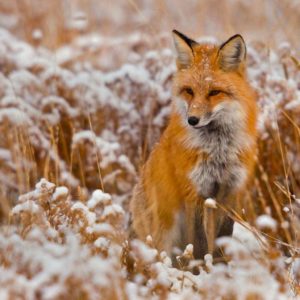 download Red Fox Wallpapers – HD Wallpapers Inn