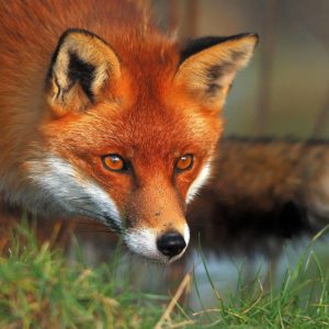 download Red Fox Wallpapers – HD Wallpapers Inn
