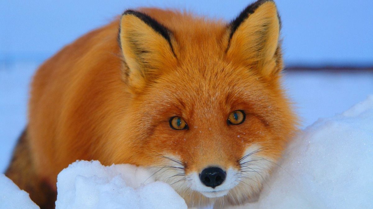 1600×900 Red fox Wallpaper