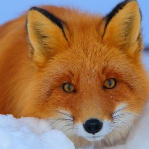 download 1600×900 Red fox Wallpaper