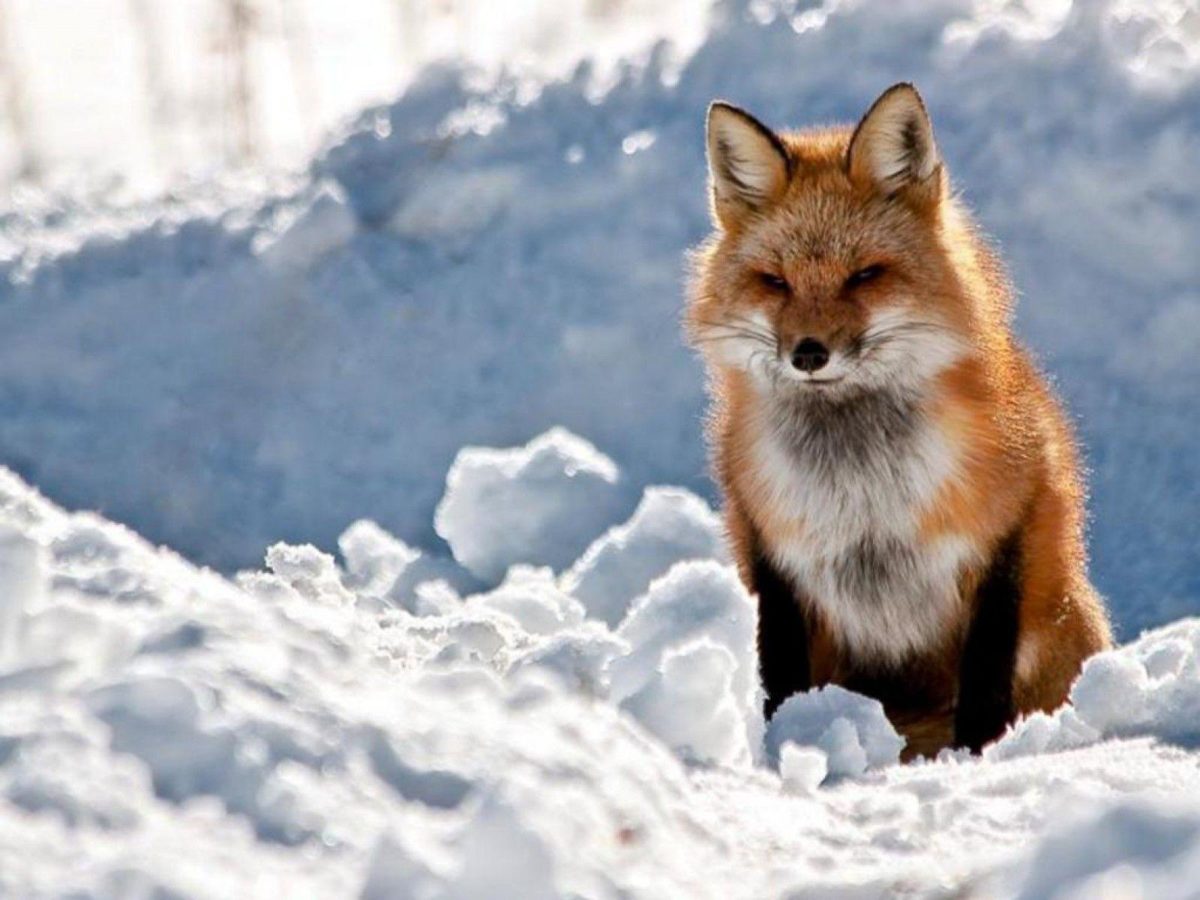 THE RED FOX Wallpaper – Animal Backgrounds