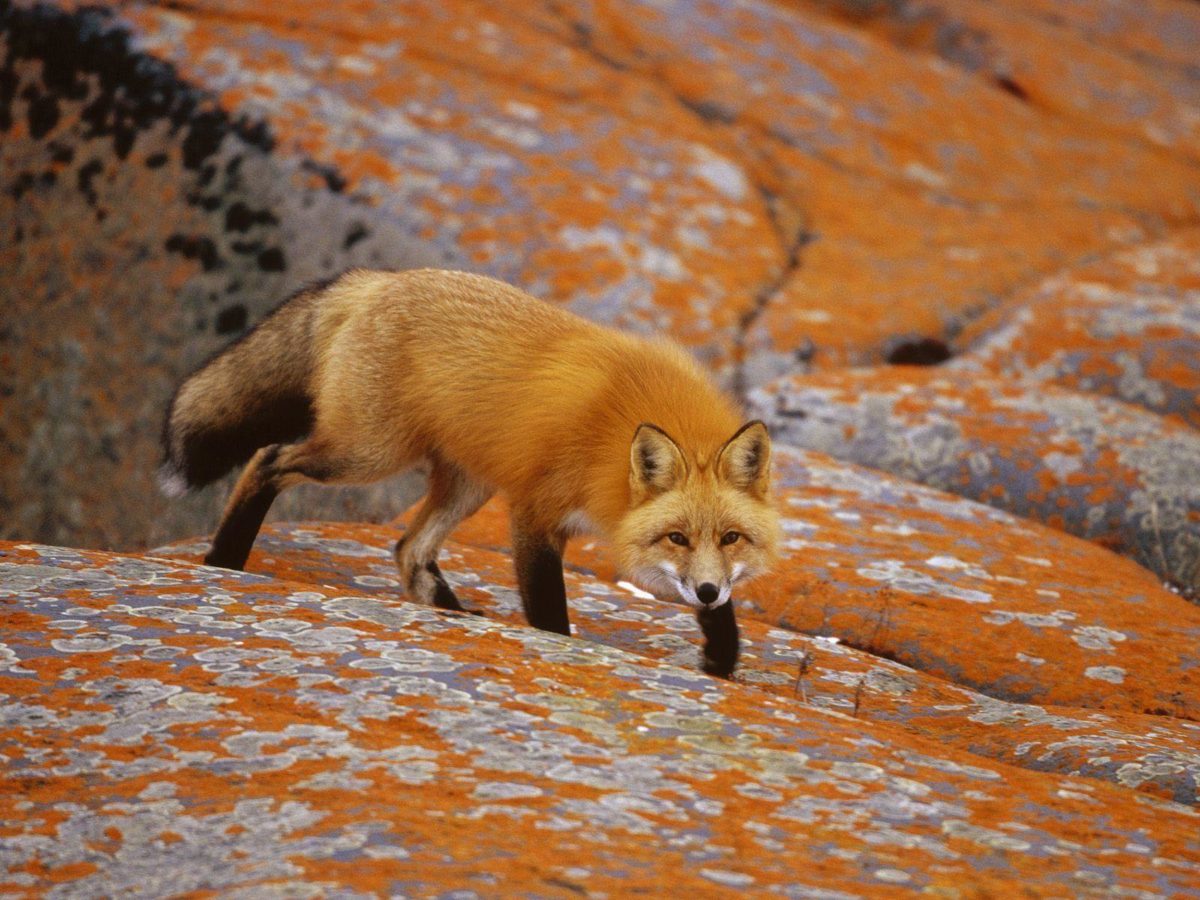 Fox Animal HD Wallpapers | Red Fox Animal Pictures | Cool Wallpapers