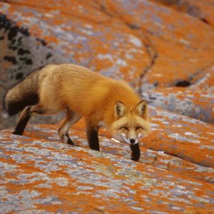 download Fox Animal HD Wallpapers | Red Fox Animal Pictures | Cool Wallpapers