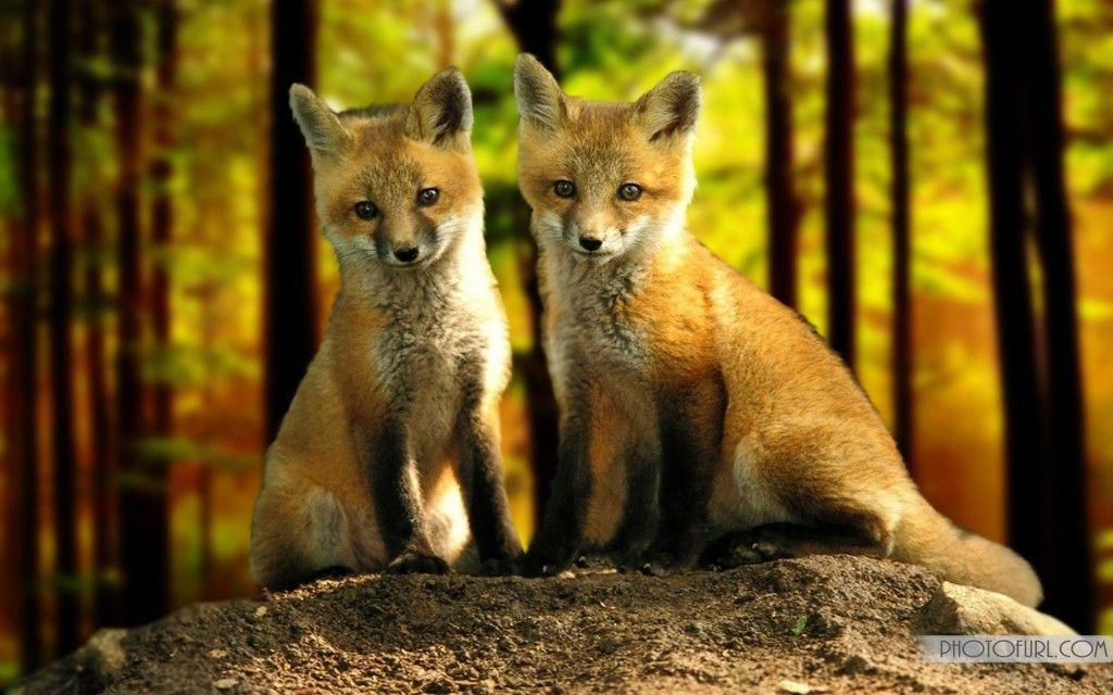 Image – Red fox wallpaper 3.jpg – Animal Jam Wiki