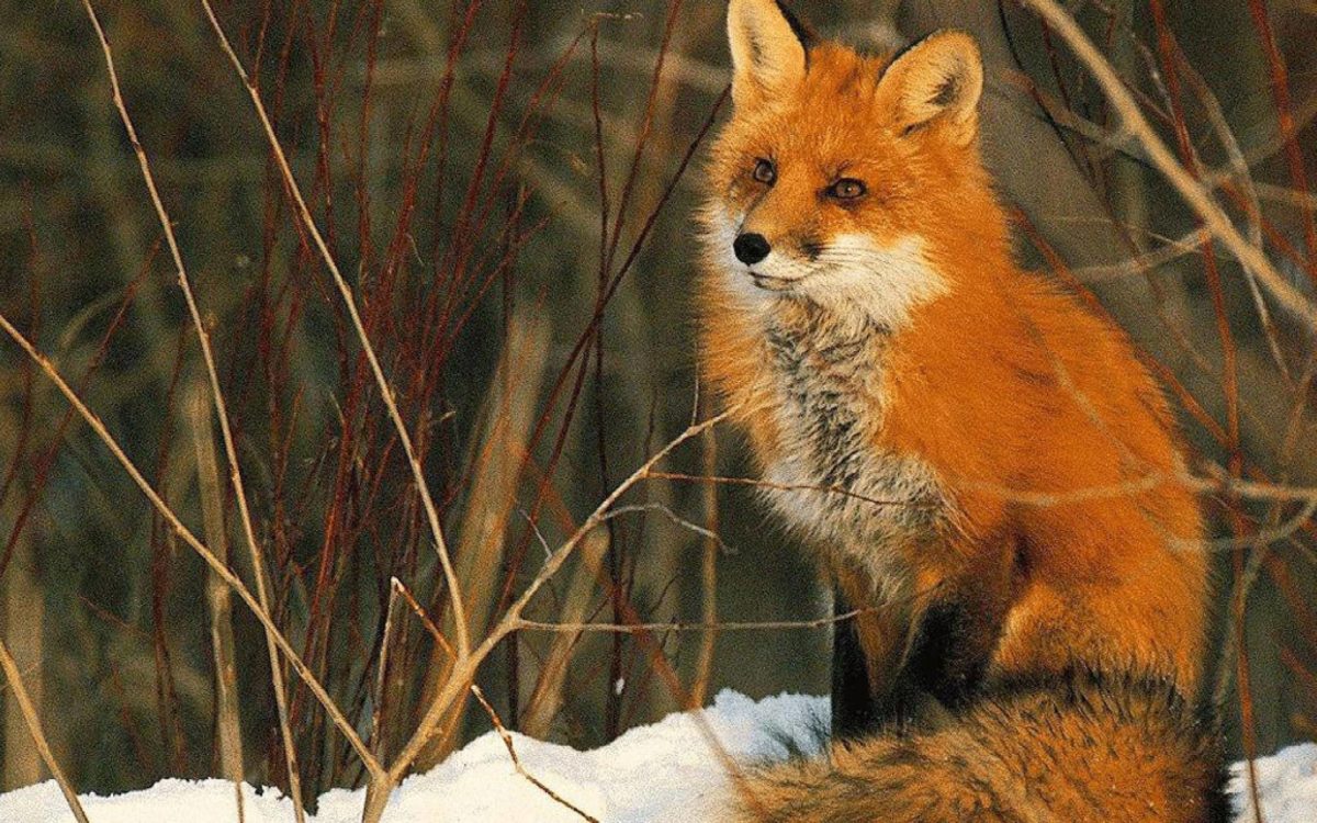 Beautiful red fox Wallpaper – Animal Backgrounds
