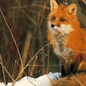 download Beautiful red fox Wallpaper – Animal Backgrounds