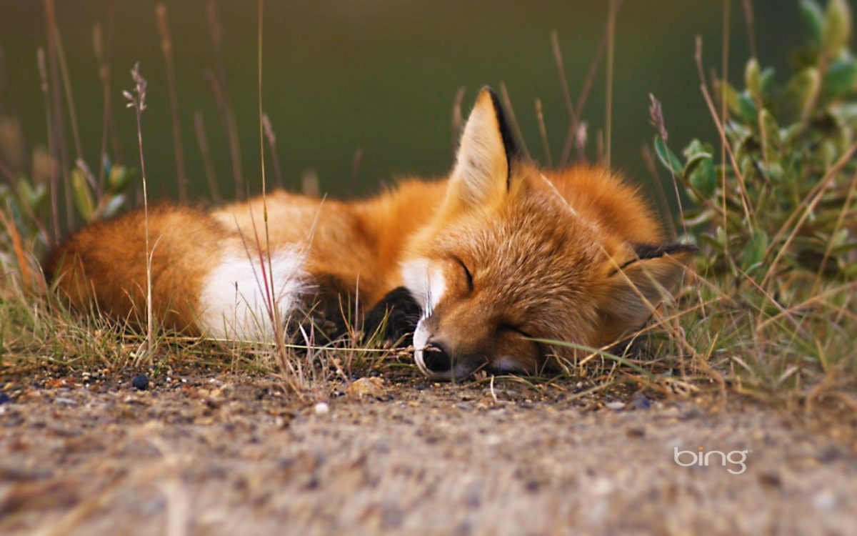 Red fox, Alaska | HD Bing Wallpaper Archive
