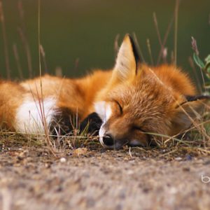 download Red fox, Alaska | HD Bing Wallpaper Archive