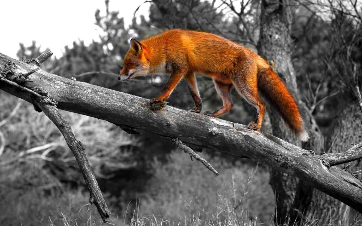 Red-fox-HD-Wallpaper-9 – Animals Planent.com