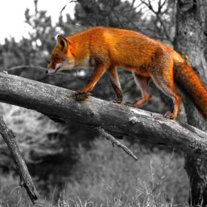 download Red-fox-HD-Wallpaper-9 – Animals Planent.com