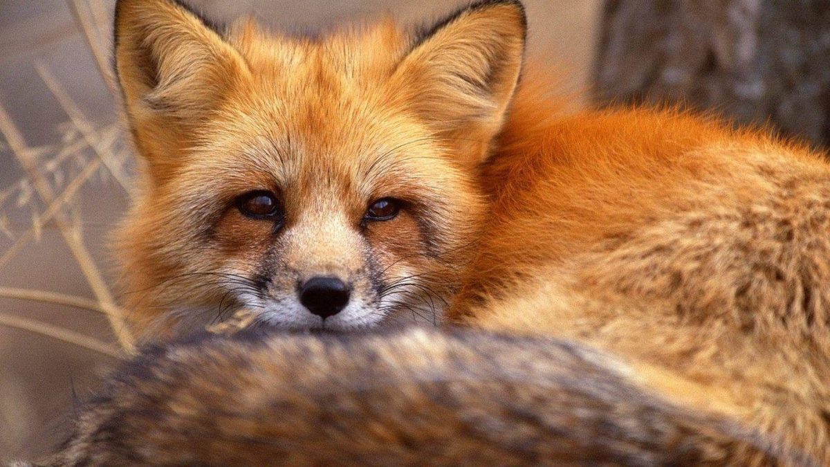 Red Fox Wallpaper – Animal Backgrounds