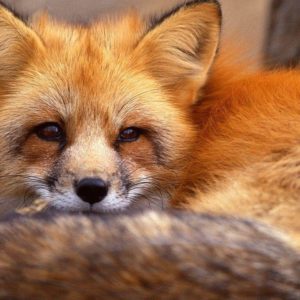 download Red Fox Wallpaper – Animal Backgrounds