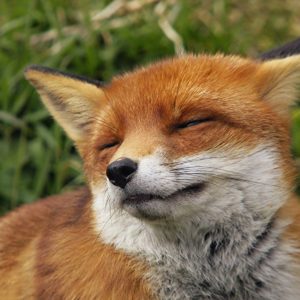 download Red-fox-HD-Wallpaper-11 – Animals Planent.