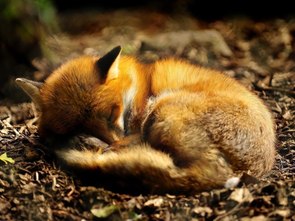 sleeping red fox wallpaper, jefferson and myths, being corrupt and …