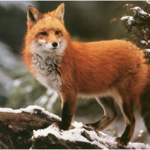 download Image – Winter red fox wallpaper-normal.jpg – Austin & Ally Wiki