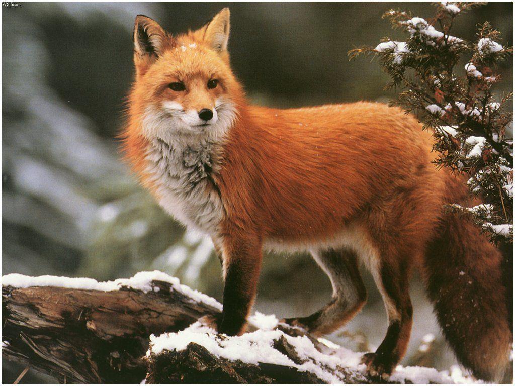 Image – Winter red fox wallpaper-normal.jpg – Austin & Ally Wiki