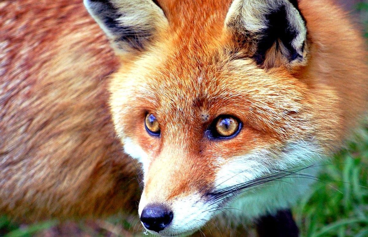 Red fox picture free desktop background – free wallpaper image