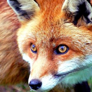 download Red fox picture free desktop background – free wallpaper image