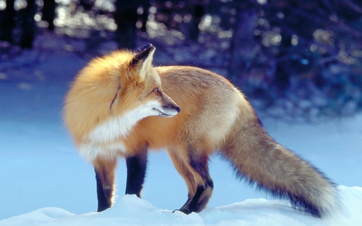 Red Fox in Snow Wallpapers – HD Wallpapers Inn