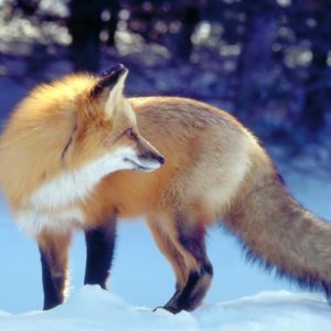 download Red Fox in Snow Wallpapers – HD Wallpapers Inn