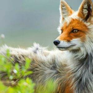 download Red fox in Chukotka, Russia — Photo by Ivan Kislov : wallpapers