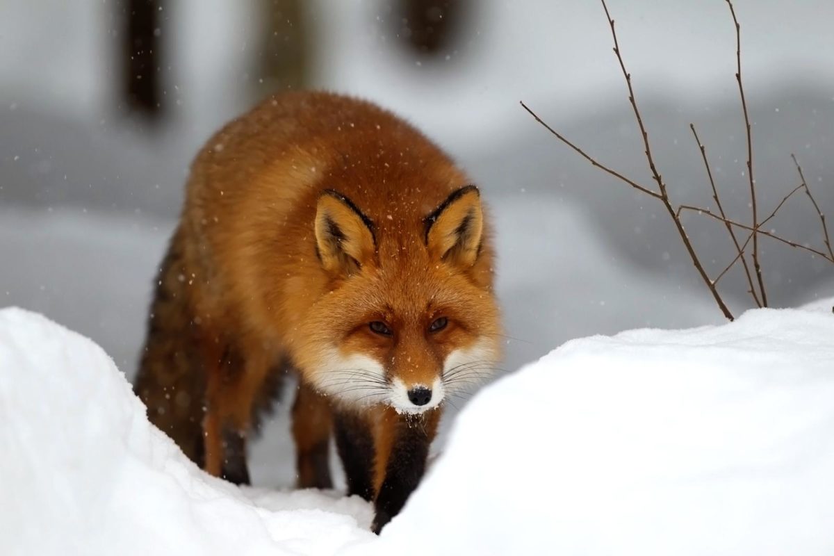 Winter Snow Red Fox Wallpaper