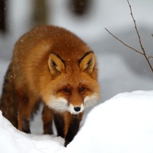 download Winter Snow Red Fox Wallpaper