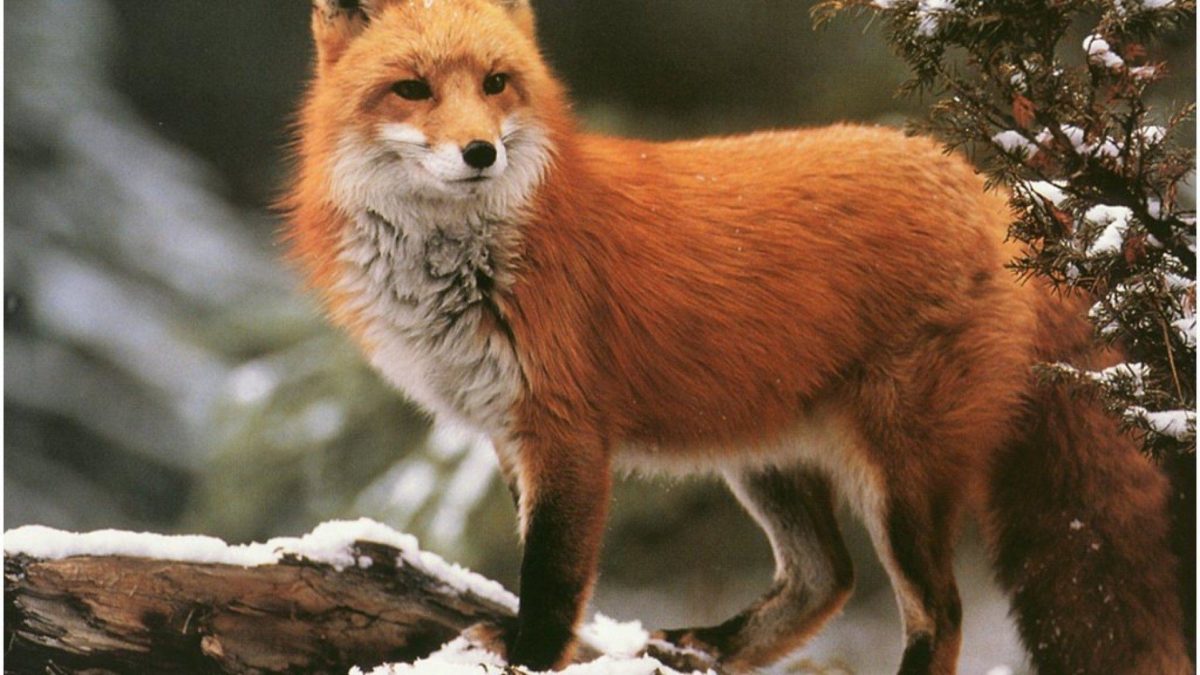 Red-fox-HD-Wallpaper-4 – Animals Planent.com