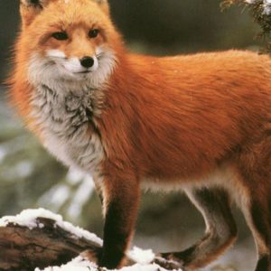 download Red-fox-HD-Wallpaper-4 – Animals Planent.com