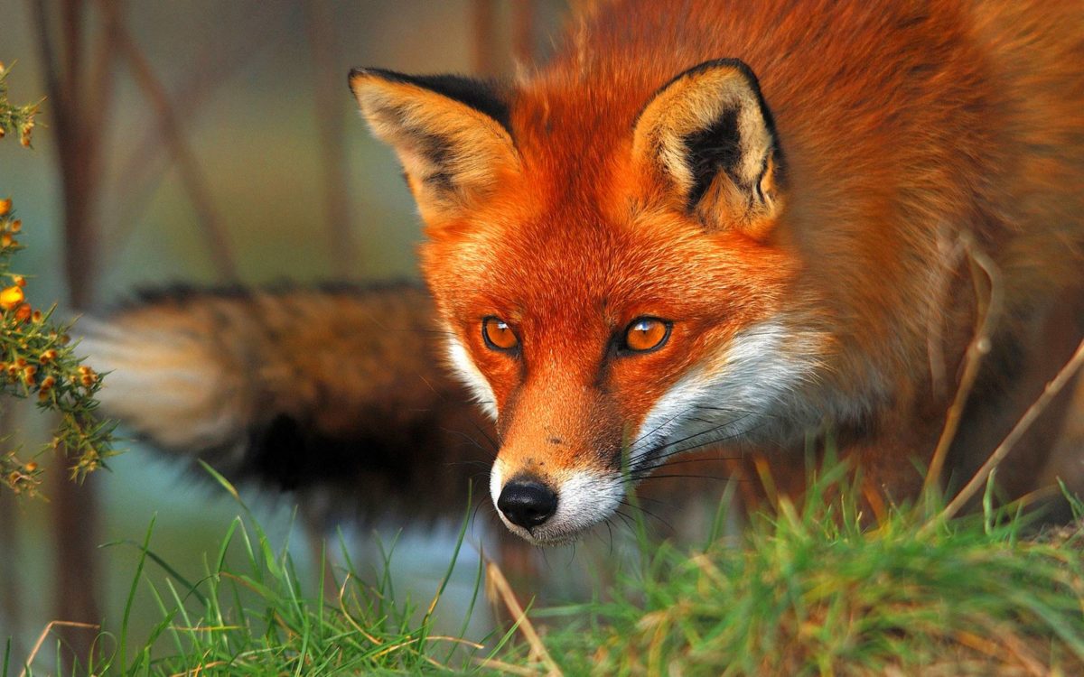 Red fox eyes Wallpapers | Pictures