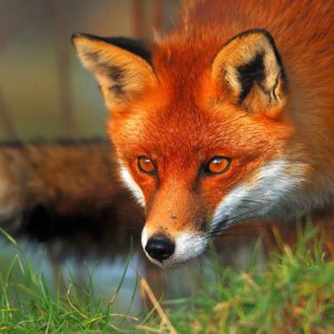 download Red fox eyes Wallpapers | Pictures