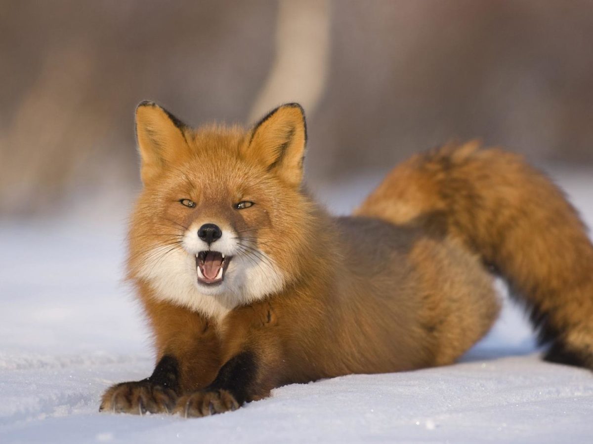 Red-fox-HD-Wallpaper-8 – Animals Planent.com