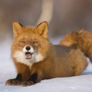 download Red-fox-HD-Wallpaper-8 – Animals Planent.com