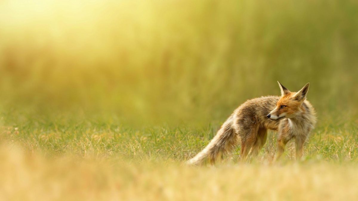 fox wallpapers, red fox, red, nature, grass | HD Desktop Wallpapers