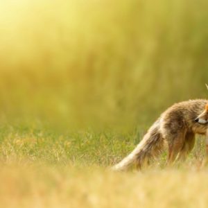 download fox wallpapers, red fox, red, nature, grass | HD Desktop Wallpapers