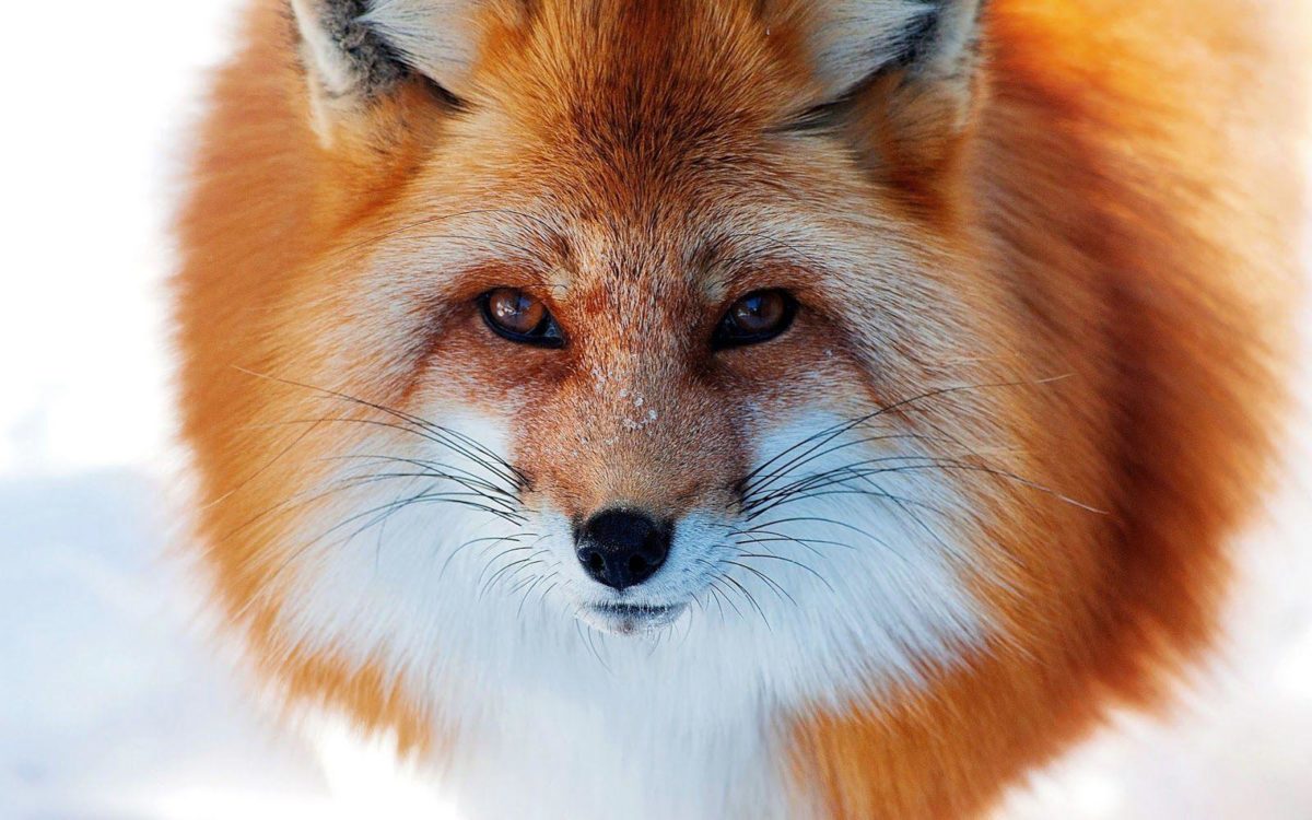 Close up photo of a red fox | HD Animals Wallpapers