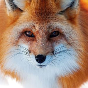 download Close up photo of a red fox | HD Animals Wallpapers