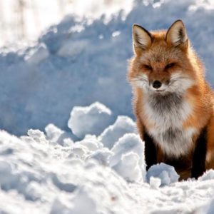 download Red-fox-HD-Wallpaper-10 – Animals Planent.
