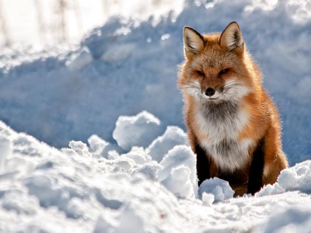 Red-fox-HD-Wallpaper-10 – Animals Planent.