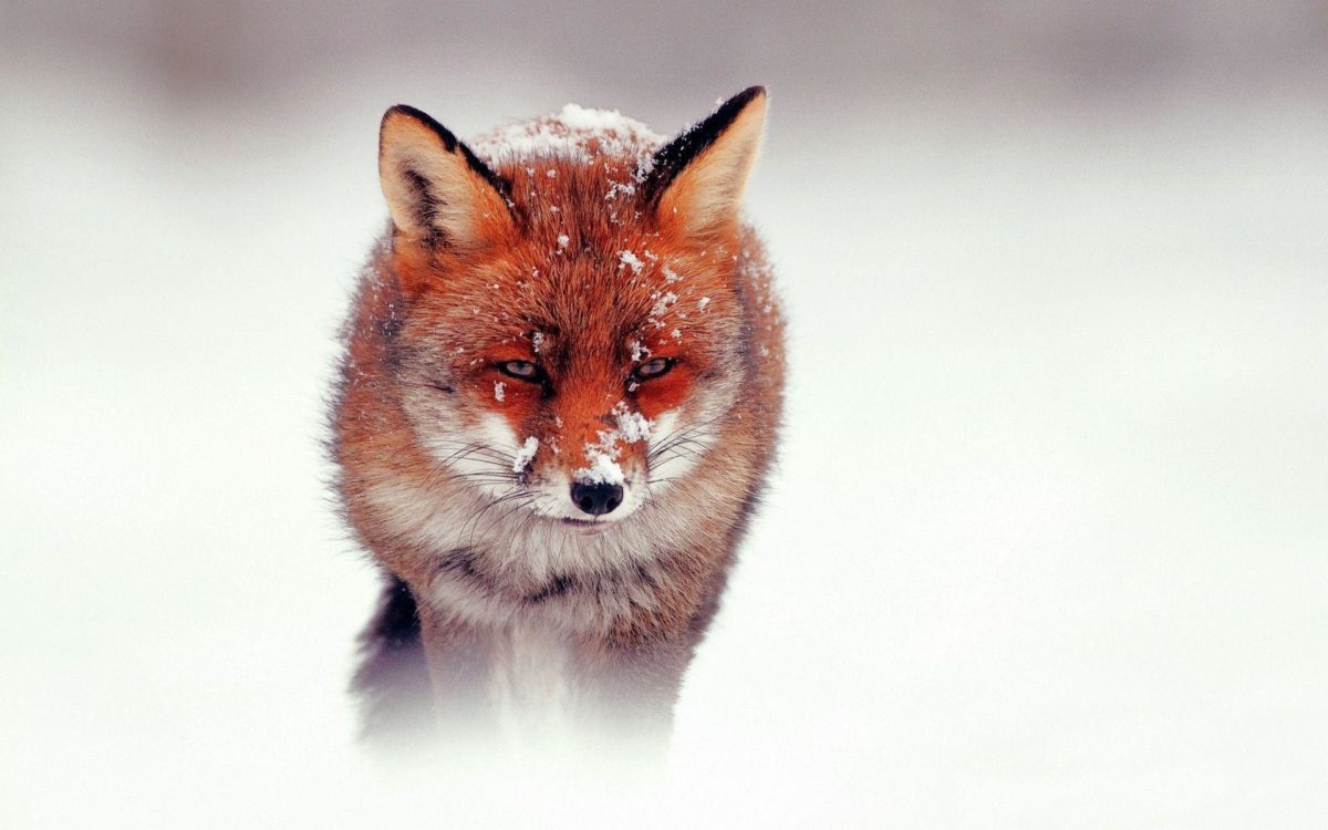 Cute Red Fox Face | Paravu.com | HD Wallpaper and Download Free …
