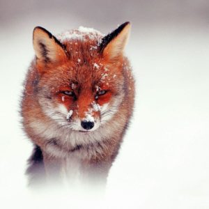 download Cute Red Fox Face | Paravu.com | HD Wallpaper and Download Free …