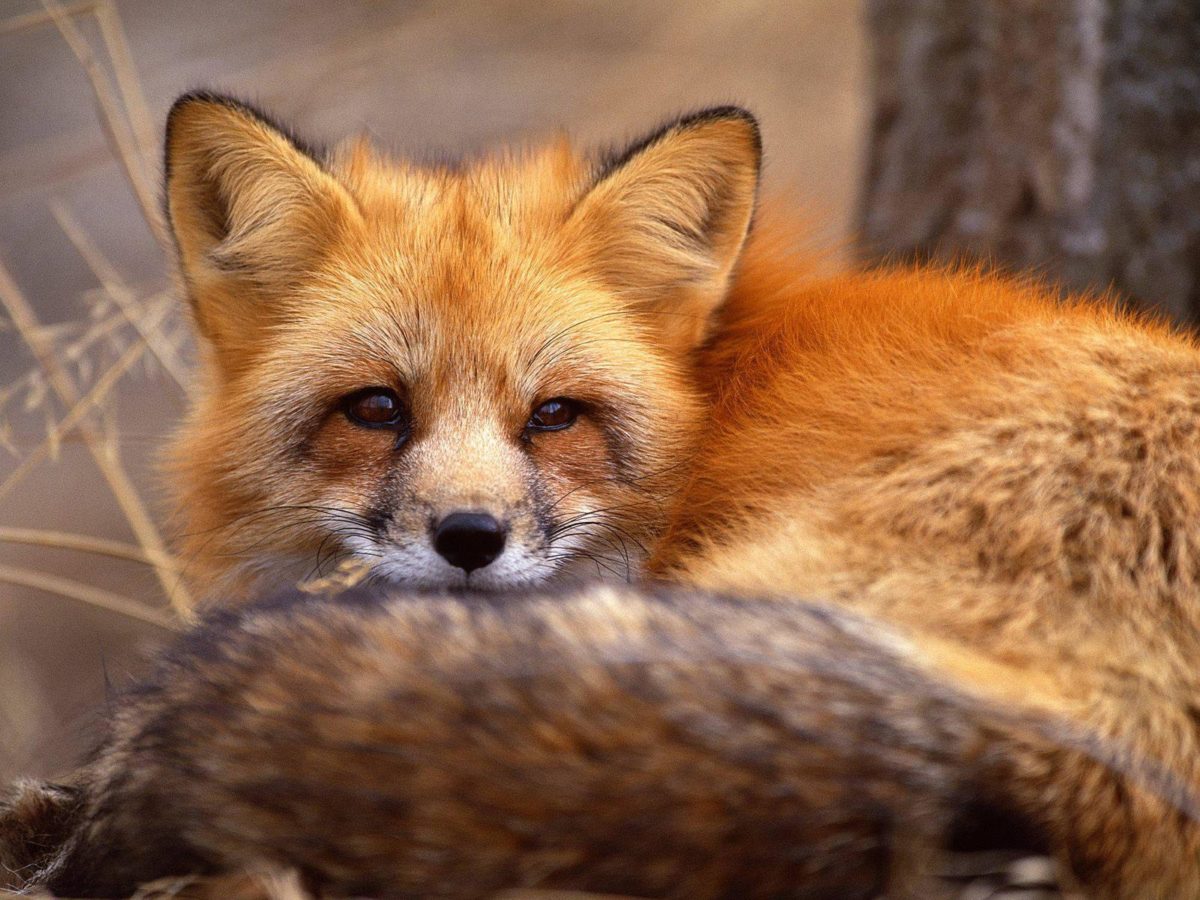 Red Fox HD Wallpapers