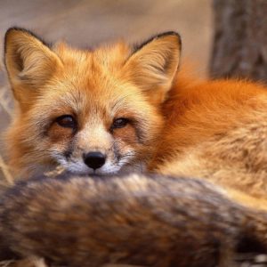 download Red Fox HD Wallpapers