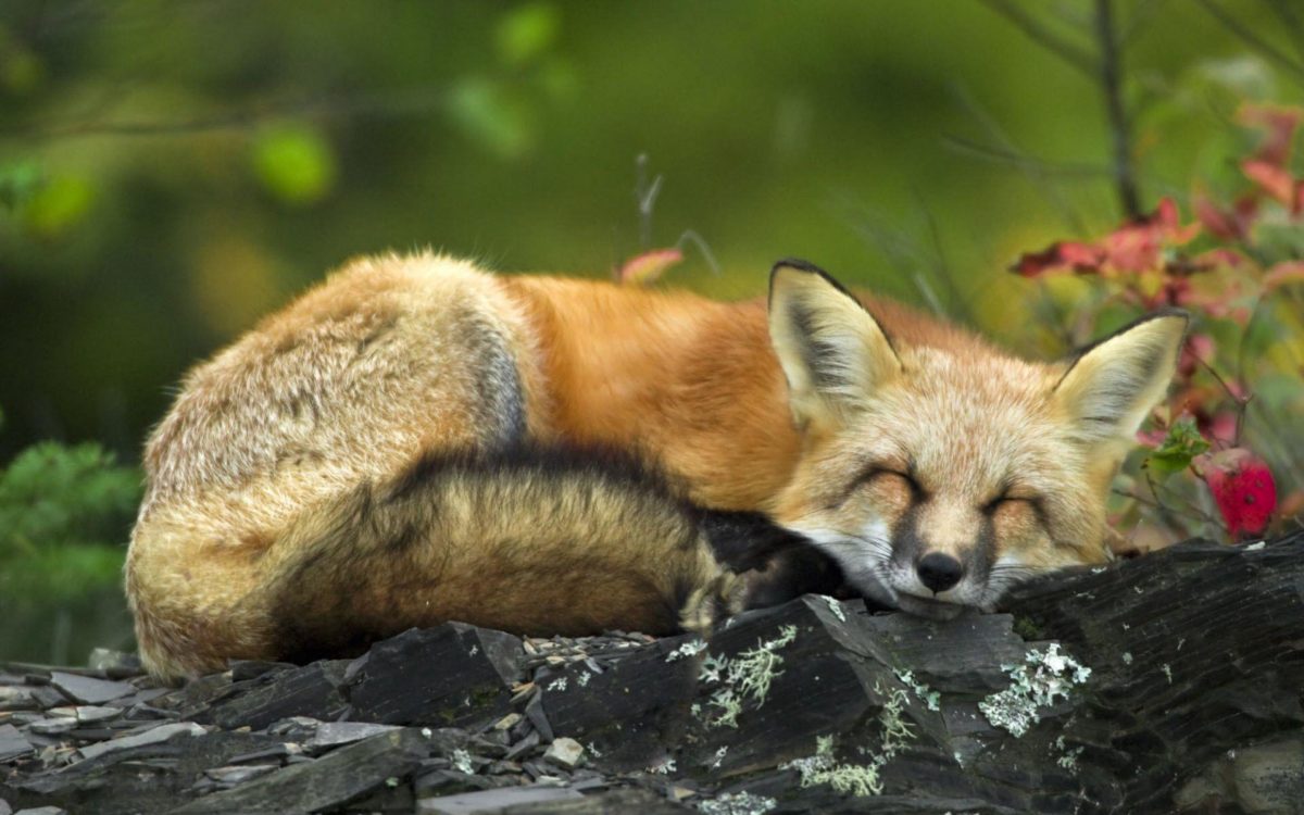 Sleeping Red Fox Wallpapers | HD Wallpapers