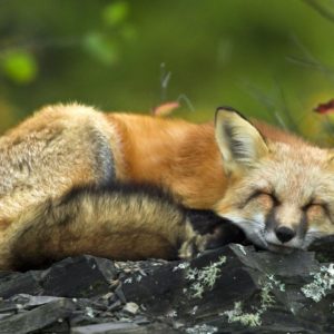 download Sleeping Red Fox Wallpapers | HD Wallpapers